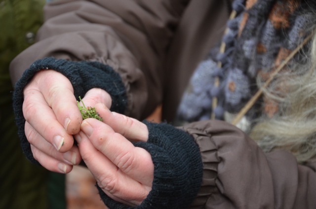 2011 12 A la découverte des lichens 04